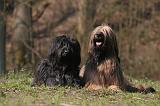BRIARD 069